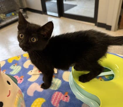 Nightingale - Domestic Short Hair