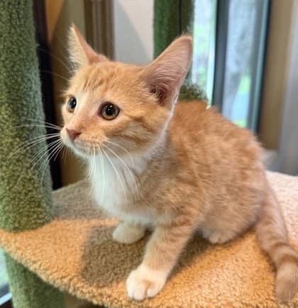 Pheasant - Domestic Short Hair
