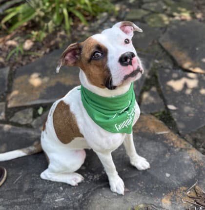 Runa - American Pit Bull Terrier