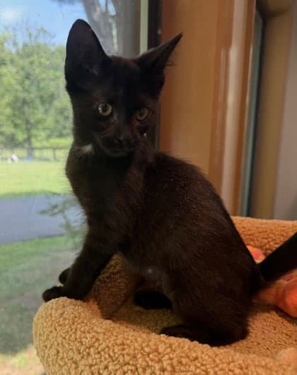 Camicazi - Domestic Short Hair
