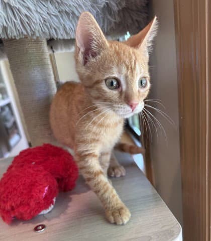 Fishlegs - Domestic Short Hair