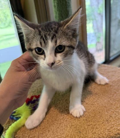 Harpy - Domestic Short Hair
