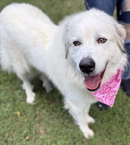 Effie - Great Pyrenees