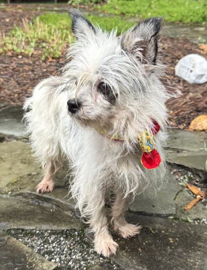 Kosmo Kramer - Terrier