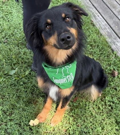 Rubicon - Australian Shepherd