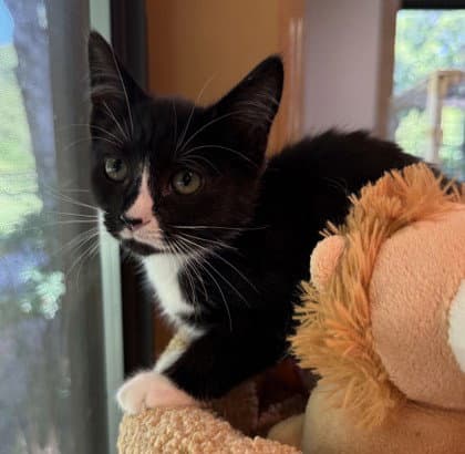 Chirp - Domestic Short Hair