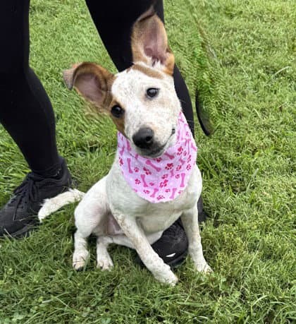 Supra - Australian Cattle Dog/Blue Heeler