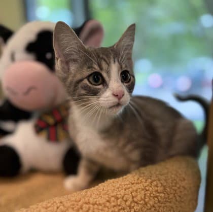 Ajax - Domestic Short Hair