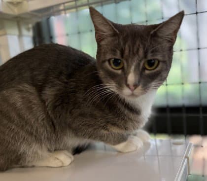 Circe - Domestic Short Hair