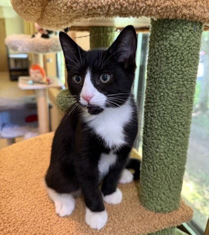 Hoot - Domestic Short Hair