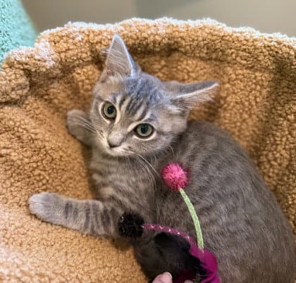 Penny Rice - Domestic Short Hair