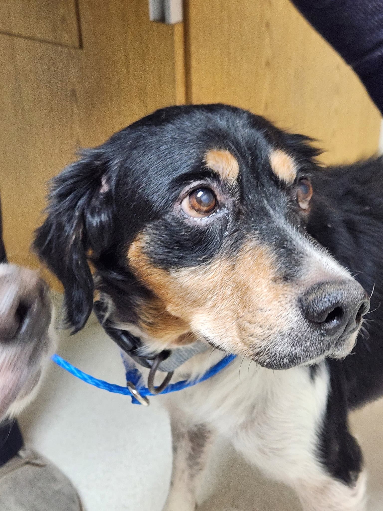 Gajimmy  Jimbo Bonded Pair - Brittany