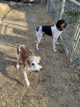 Gajimbo  Jimmy Bonded Pair image 3