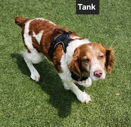 Oktank Tx image 2