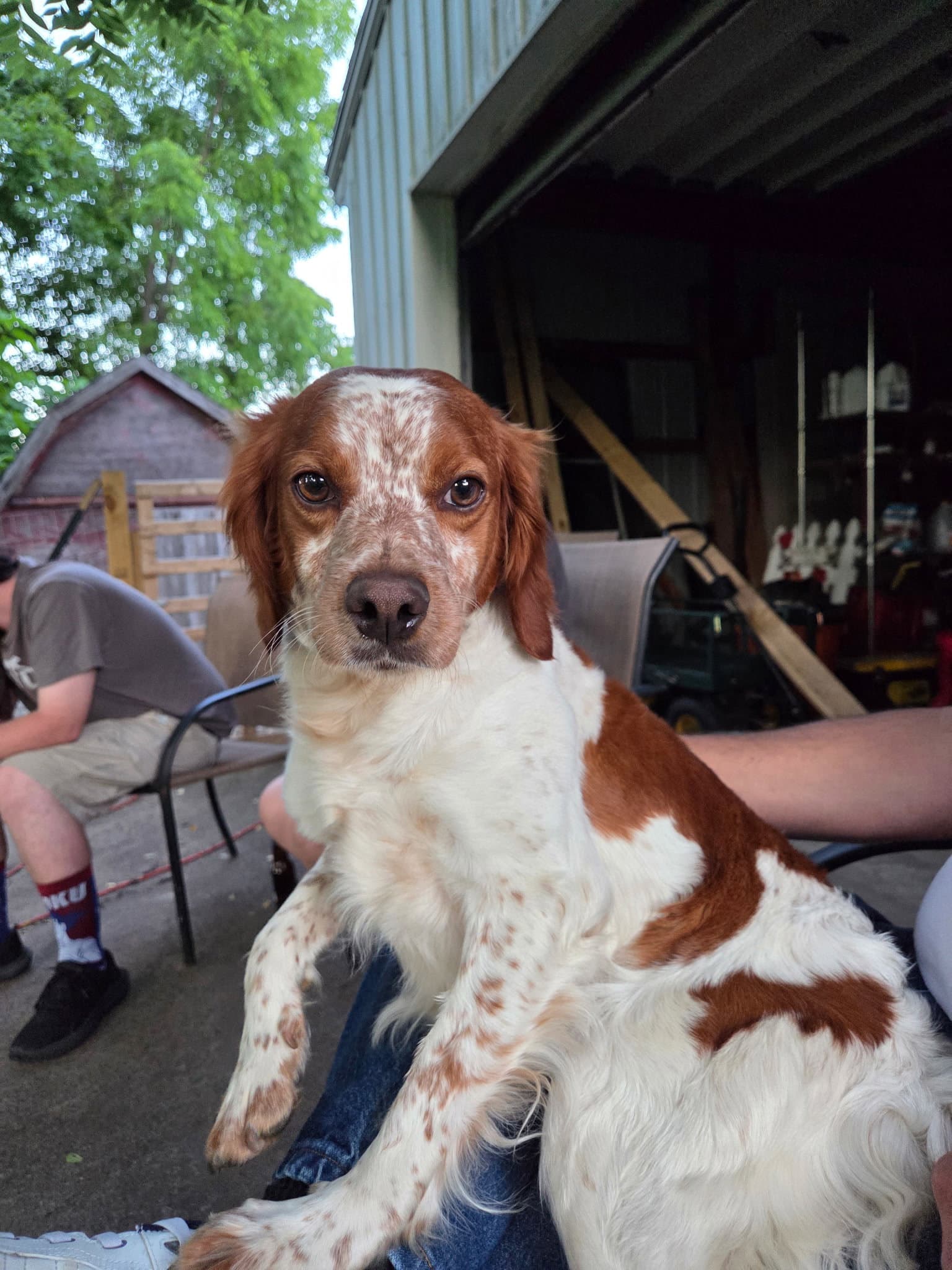 Misadie - French Brittany