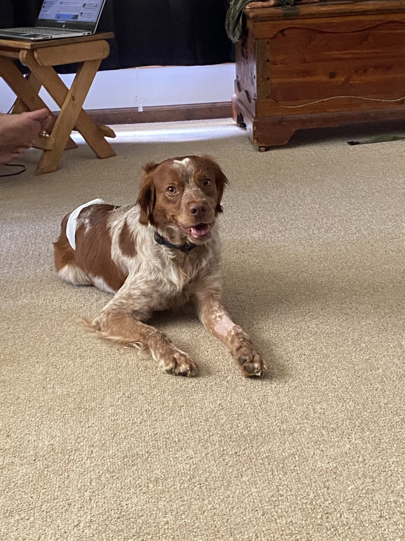 Miluke - French Brittany