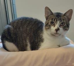 Louie image 2