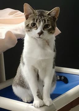Louie image 1