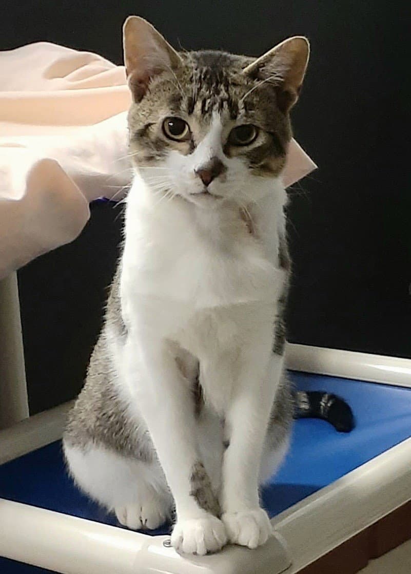 Louie - Domestic Short Hair