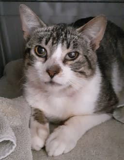 Louie image 4