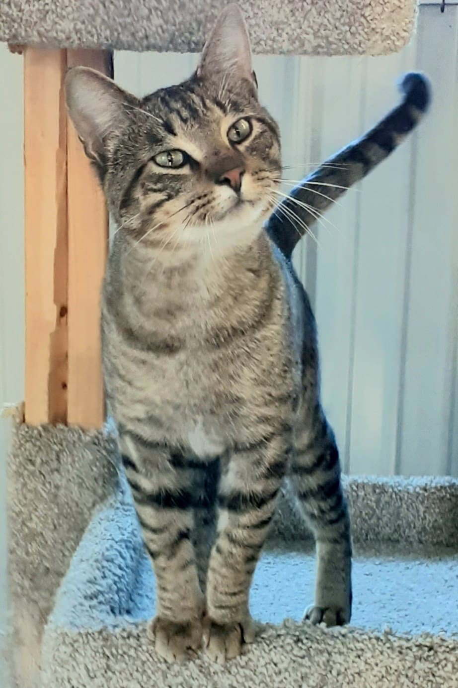 Fred - Mr Social - Domestic Short Hair
