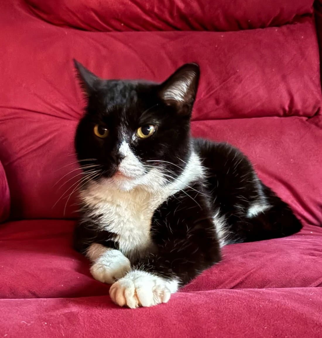 Nettie - Tuxedo