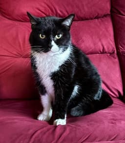 Nettie image 3