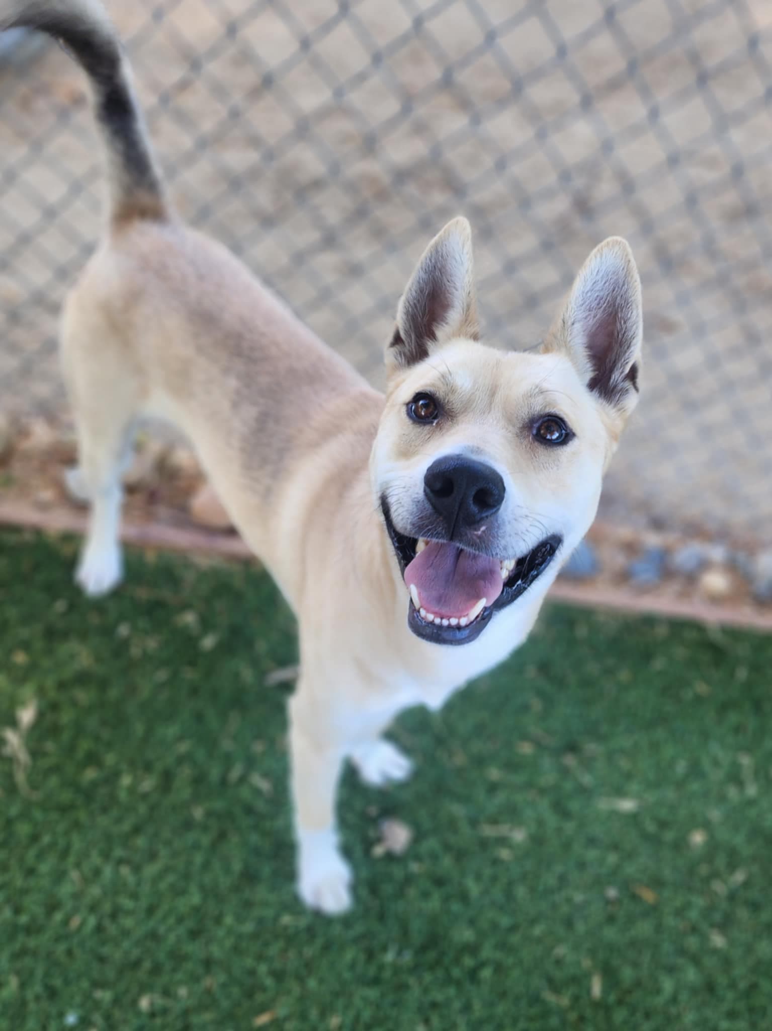 Gary - German Shepherd Dog
