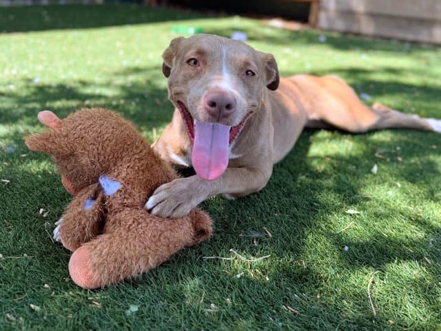 Aluna - Pit Bull Terrier