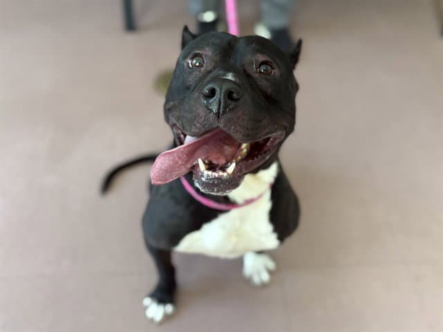Eastwood - Pit Bull Terrier