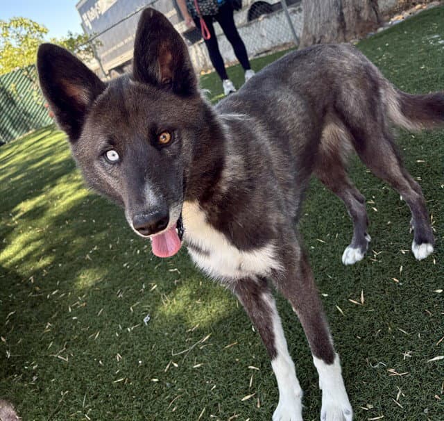 Faith - Siberian Husky