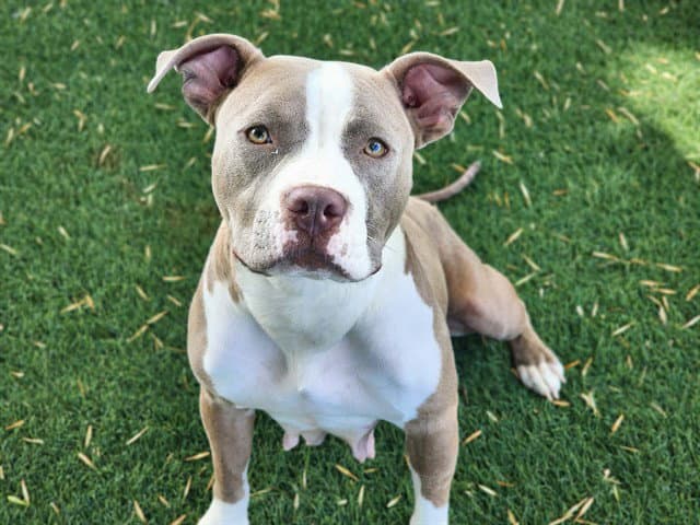 Katniss - Pit Bull Terrier