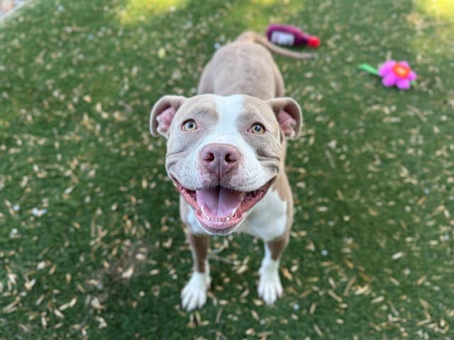 Katniss - Pit Bull Terrier