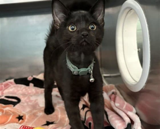 Little Man - Domestic Short Hair