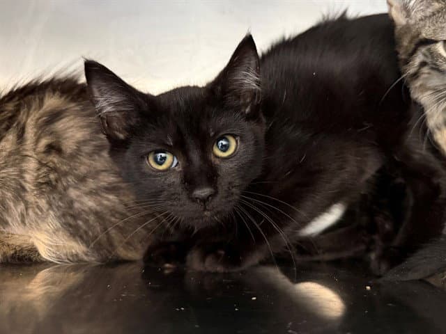 Abigail Adams - Domestic Short Hair