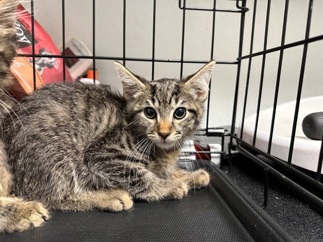 Eleanor Roosevelt - Domestic Short Hair