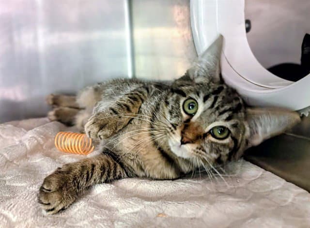 Eleanor Roosevelt - Domestic Short Hair