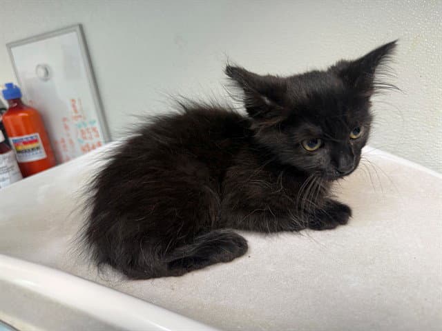 Mercy - Domestic Medium Hair