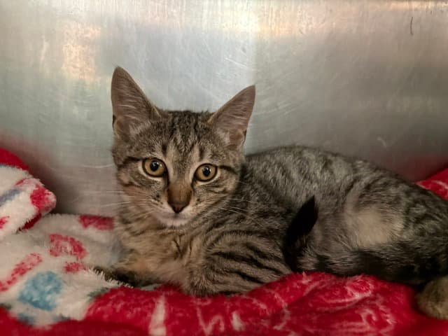 Martin - Domestic Short Hair
