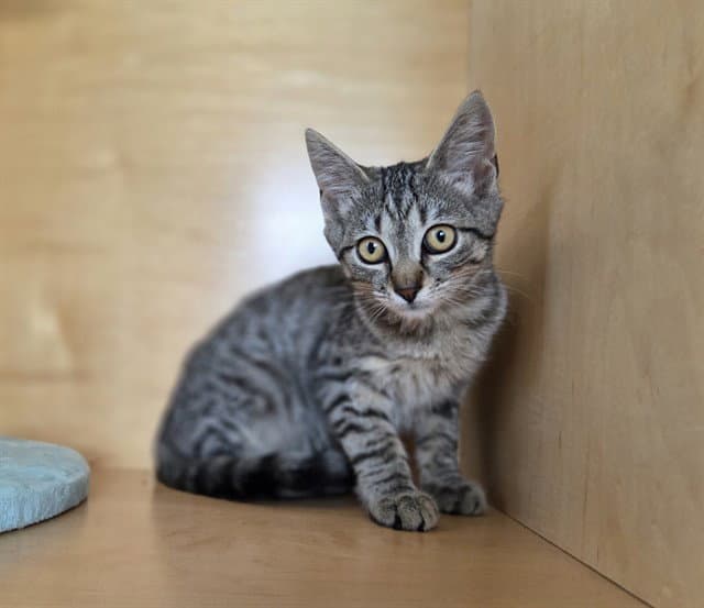 Martin - Domestic Short Hair