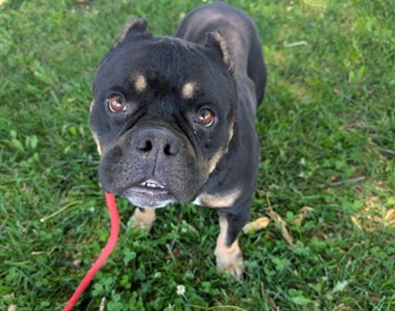 Belle - Pit Bull Terrier