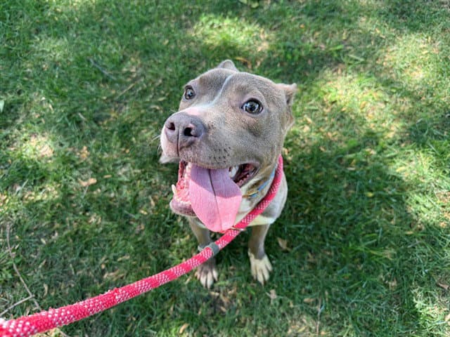 Eagle - Pit Bull Terrier