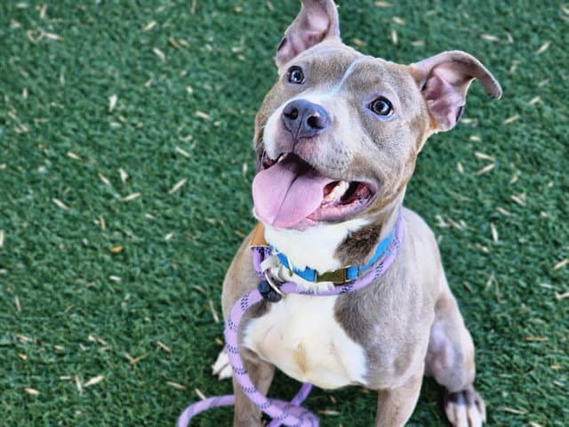 Eagle - Pit Bull Terrier