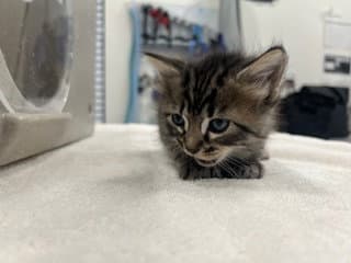 Star - Domestic Short Hair