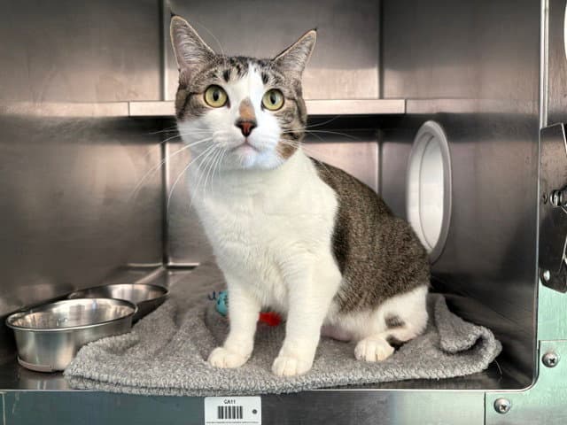 Virginia - Domestic Short Hair
