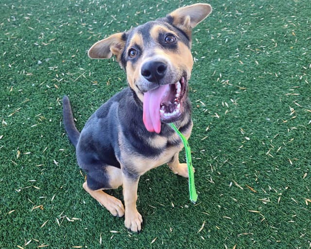 Brooklyn - German Shepherd Dog