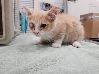 Spirit - Domestic Short Hair
