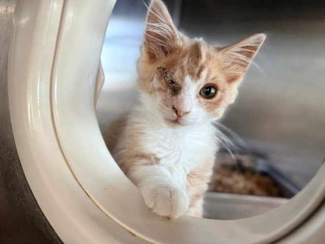 Spirit - Domestic Short Hair