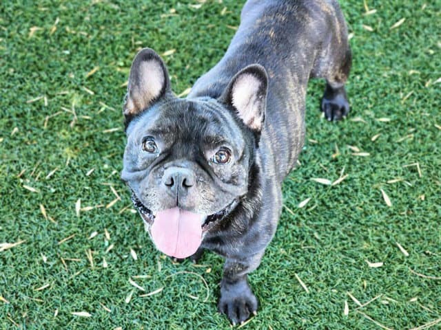 George - French Bulldog