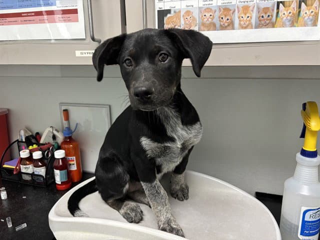 Montana - German Shorthaired Pointer